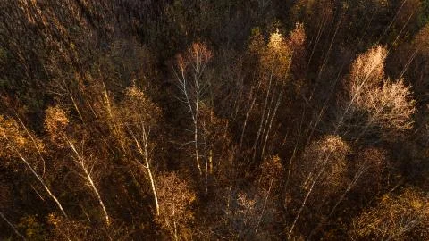 Forest from above Stock Photos