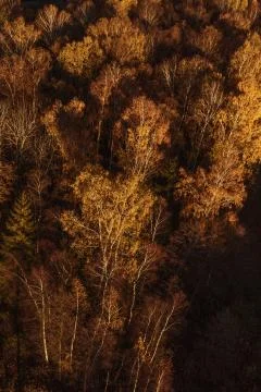 Forest from above Stock Photos