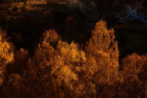 Forest from above Foto stock