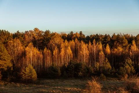 Forest from above Stock Photos