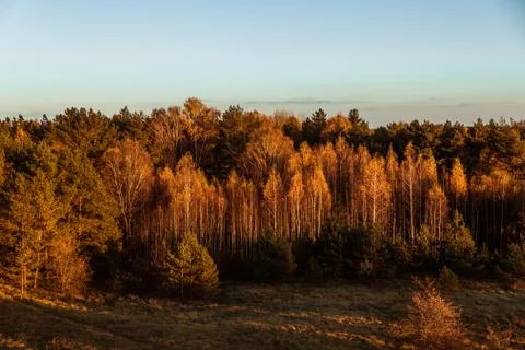 Forest from above Foto stock