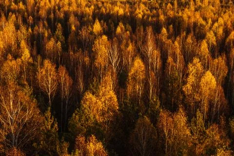 Forest from above Foto stock