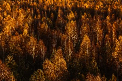 Forest from above Foto stock
