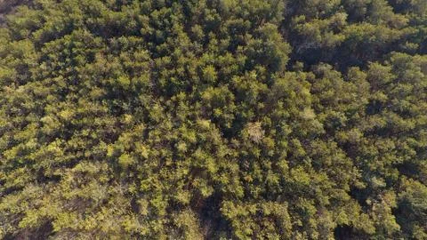 Forest from above Foto stock