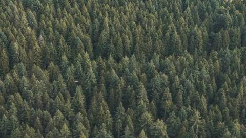 Forest from above Stock Photos