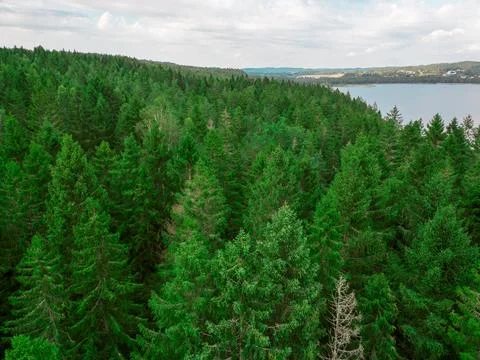 Forest from above Stock Photos