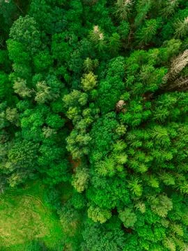 Forest from above Stock Photos