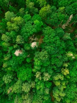 Forest from above Stock Photos
