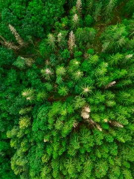 Forest from above Stock Photos