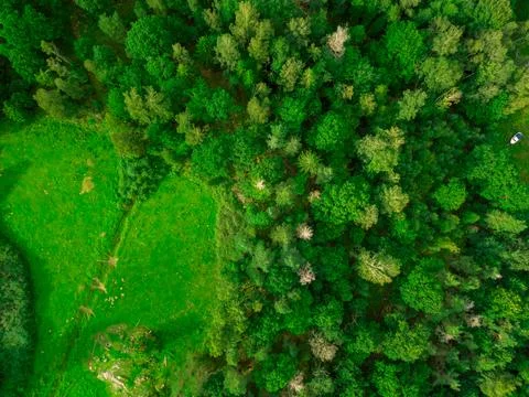 Forest from above Foto stock