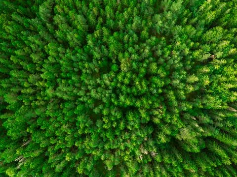 Forest from above Stock Photos