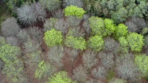 Forest from above, trees in landscape from drone Stock Footage 272350622