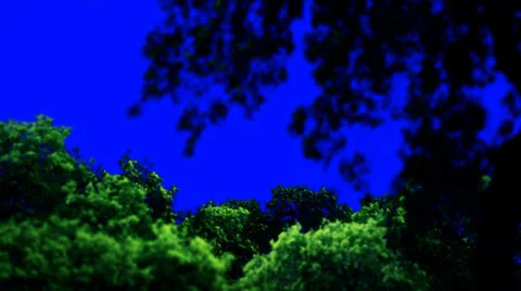 Forest Above the Trees Zooming In on a Blue Screen Stock Footage 34613010