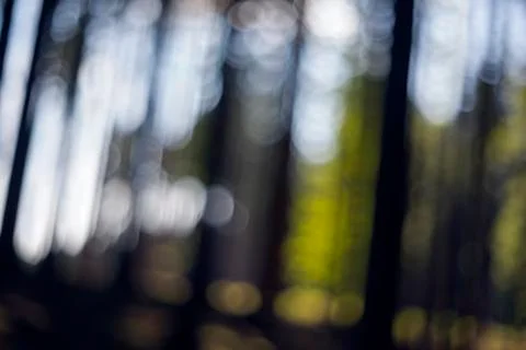 In the forest. Abstract background Stock Photos