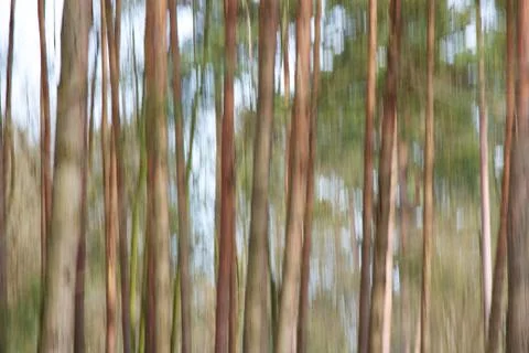 Forest Abstract Stock Photos