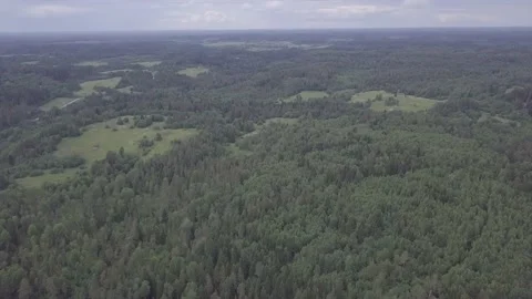 Forest abundance. Stock Footage 149108200