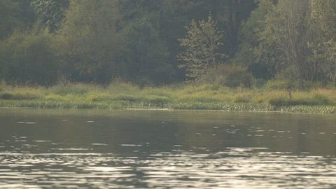 Forest across a Lake Stock Footage 89015055