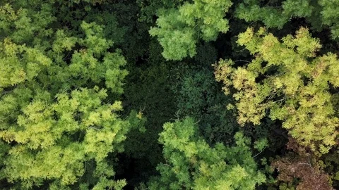 Forest aerial 1 Stock Footage 88360053