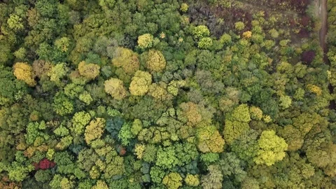 Forest aerial 2 Stock Footage 88358885