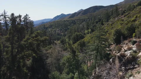 Forest Aerial 4k drone Stock Footage 246059280
