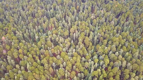 Forest aerial 4k Stock Footage 126743793