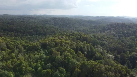 Forest Aerial 4K Stock Footage 153787641