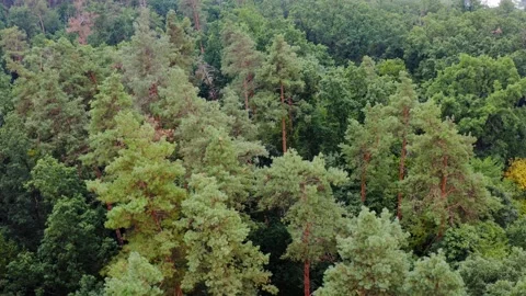 Forest aerial drone view Stock Footage 136808995