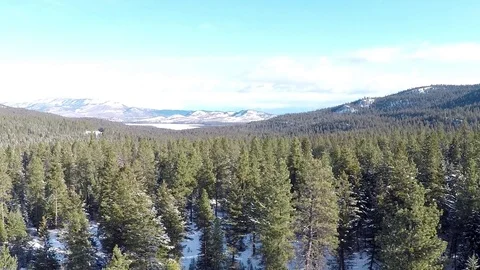Forest aerial by dwking Stock-Footage 81412228