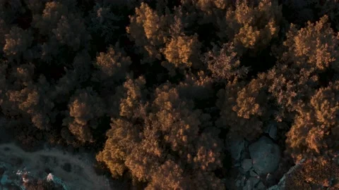 Forest Aerial Fire Sunset Light Drone Nature Wild Landscape Golden Hour Stock Footage 154521579