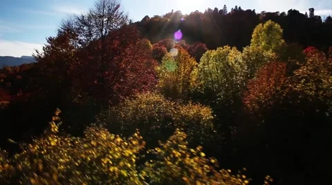 Forest aerial Stock Footage 41848275
