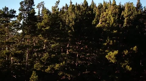 Forest aerial Stock Footage 41848291