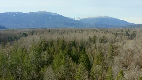 Forest aerial Video stock 126129645