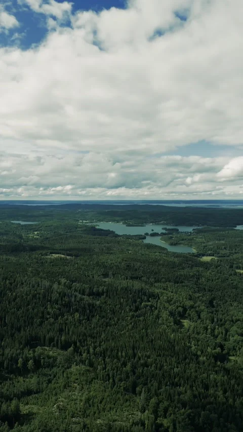 Forest Aerial Video stock 208834311