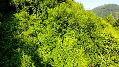 Forest aerial with hills in backround Stock Footage 311996795