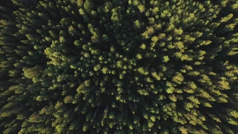 Forest Aerial Overhead Shot Drone Footage Nature Top Down Sweden Summer Pine Stock Footage