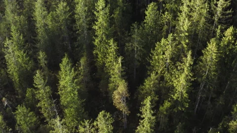 Forest Aerial Summer Stock Footage 198274980