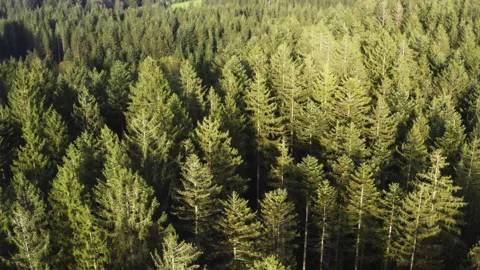 Forest Aerial Summer Stock Footage 198275142