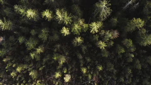 Forest Aerial Summer Stock Footage 198276765