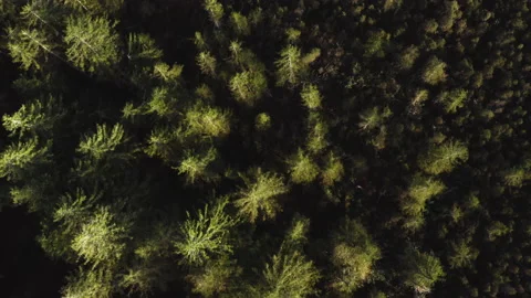 Forest Aerial Summer Stock Footage 198324479