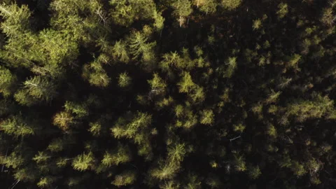 Forest Aerial Summer Stock Footage 198330751