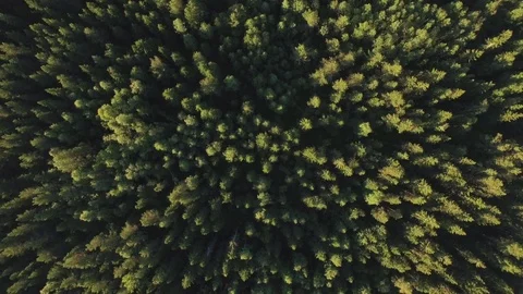 Forest Aerial Sustainability Drone Nature Summer Global Warming Climate Change Stock Footage
