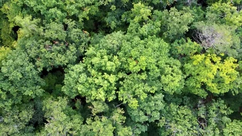 Forest aerial top view. Drone moves and rises above colorful texture in nature. Stock Footage 161170136