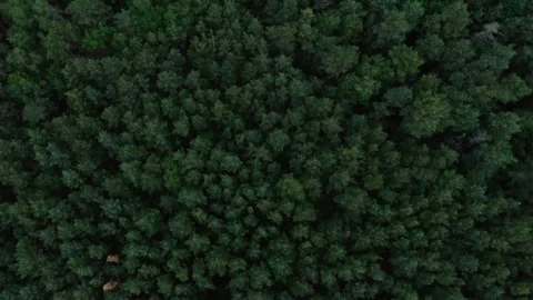 Forest aerial top view with green conifers, deciduous trees Stock Footage 148892447