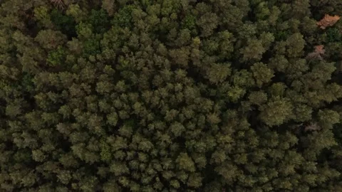 Forest aerial top view with green conifers, deciduous trees Stock Footage 148892530