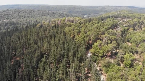 Forest Aerial tree tops Stock-Footage 208004051