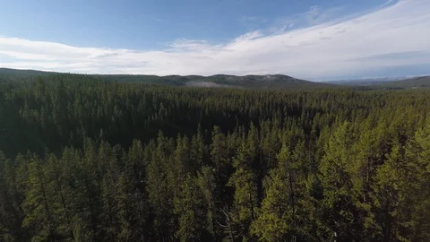 Forest aerial trees 4k Видео 108481149