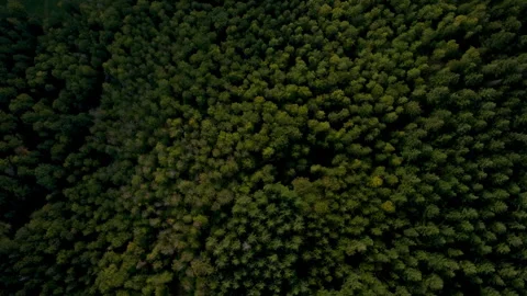 Forest Aerial Trees Stock Footage 261313773