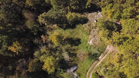 Forest aerial view by drone Video stock 80822171