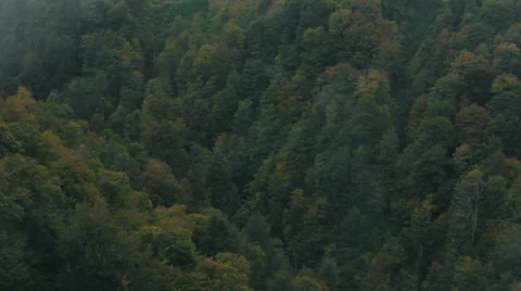 Forest aerial view Stock Footage 55597962