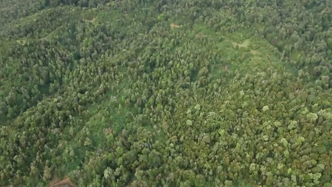 Forest aerial view Video stock 77053022
